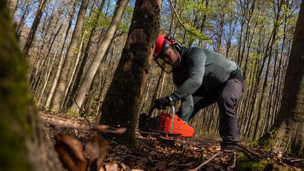 Trabalhador florestal a operar motosserra numa floresta