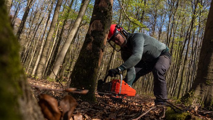 Chainsaw operator safely cutting through a tree in a forested area