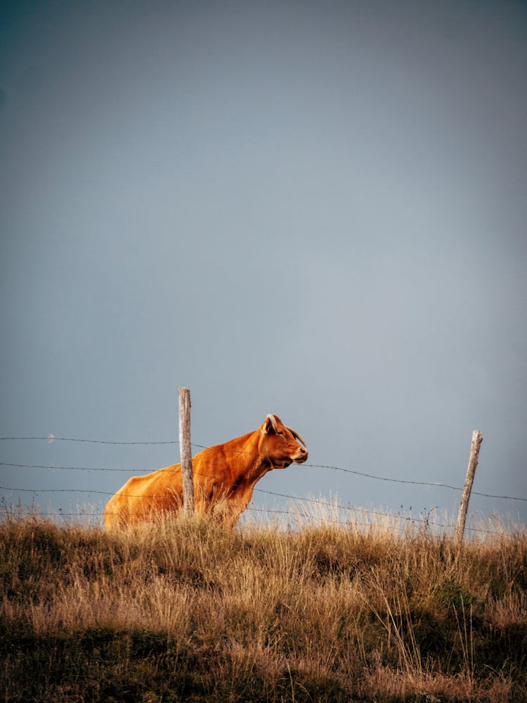 Cow Behind Fence