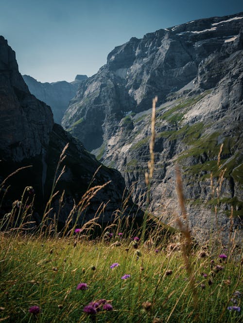 คลังภาพถ่ายฟรี ของ ดอกไม้สีม่วง, ธรรมชาติ, ภูเขา