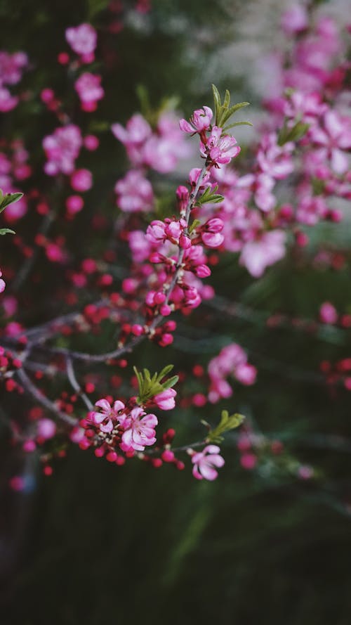 Close-up of Pink Flowers or Blossom