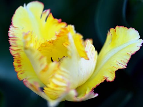 Free Yellow and Purple Flower in Macro Lens Photography Stock Photo