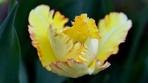 Fotobanka s bezplatnými fotkami na tému kvet ovocného stromu, lupene, makro