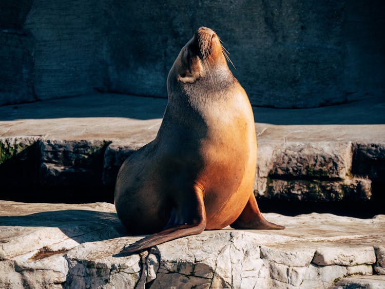 Seal Basking In Sun In Zoo Paddock