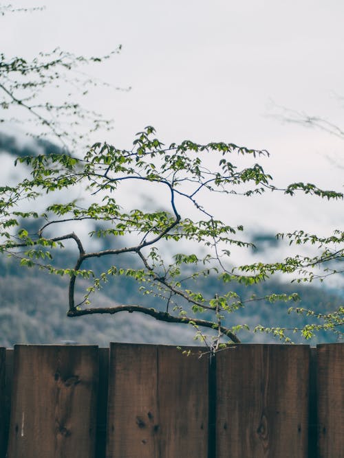 Green Tree Near Brown Wooden Fence