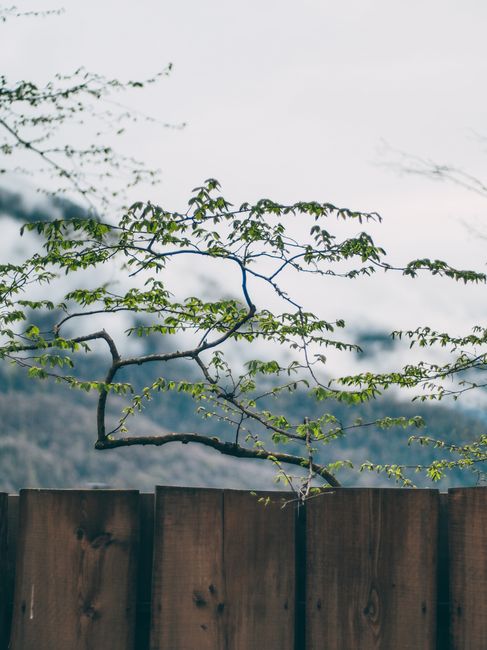 A tranquil scene with a wooden fence and vibrant green branches against a misty backdrop.