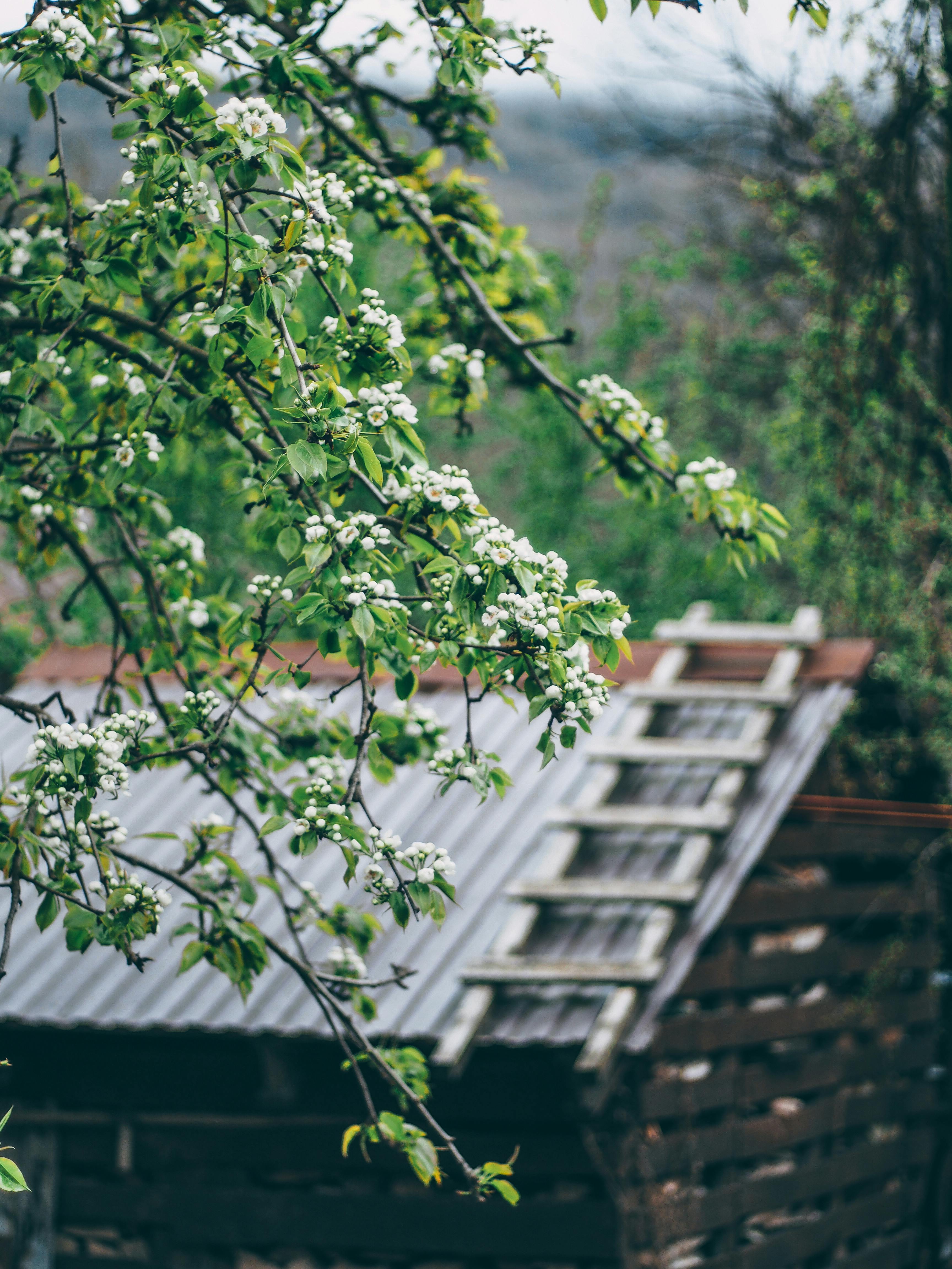 Charming rustic shed with blooming tree branches on a fresh spring day in the countryside.