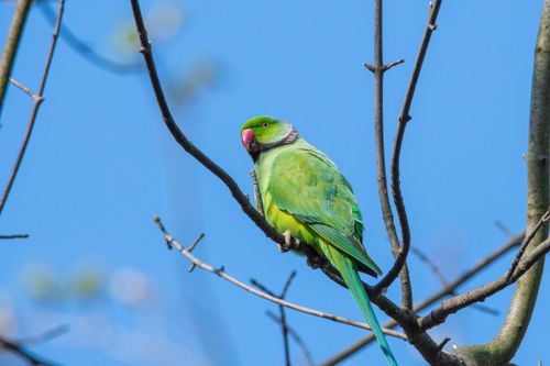 Free Green parakeet perched gracefully on a tree branch against a clear blue sky. Stock Photo