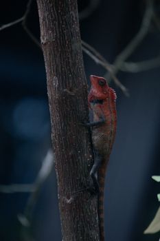 chameleon photo