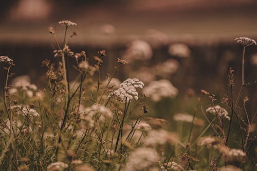 Gratis arkivbilde med åker, blomster, daggry