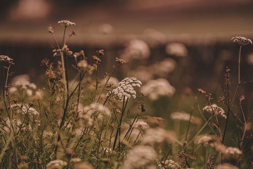 Free Beautiful wildflowers with a soft, blurred background in a serene meadow during sunset. Stock Photo