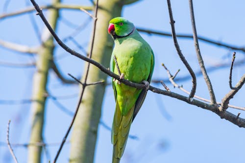 Green Bird Perched on a Branch