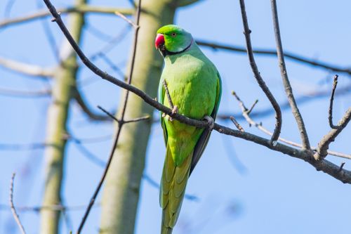 Free A colorful parakeet sitting on a tree branch against a clear blue sky. Stock Photo