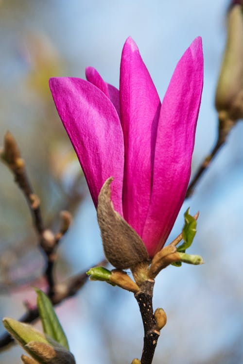 Darmowe zdjęcie z galerii z fioletowy kwiat, flora, magnolia