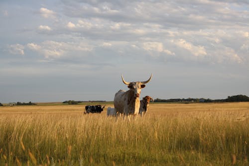 Бесплатное стоковое фото с домашний скот, за городом, коровы