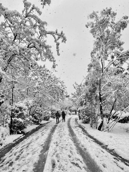 Základová fotografie zdarma na téma černobílý, jednobarevný, mráz