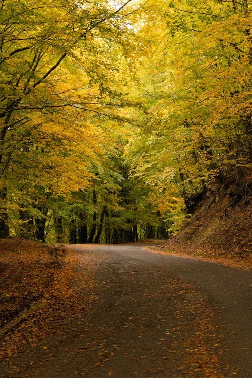 Free Gray Road in Between Green Trees Stock Photo