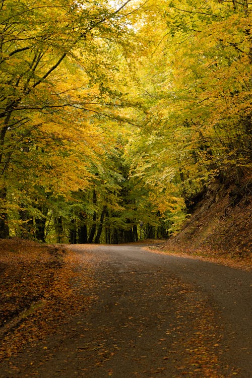 Gray Road in Between Green Trees