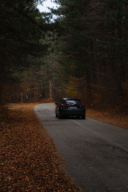 Free A vehicle drives down a leaf-covered road in a dense autumn forest, showcasing stunning natural scenery. Stock Photo