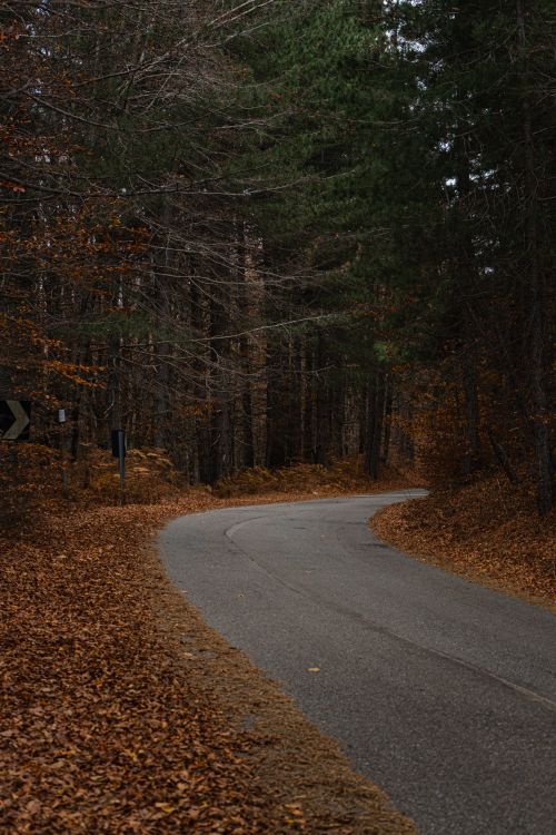 Free Quiet and winding road in a forest during autumn with fallen leaves and brown trees. Stock Photo