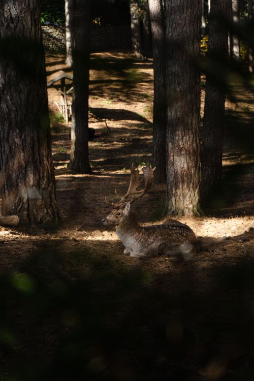 Free A majestic deer rests peacefully in a sun-dappled forest, showcasing nature's tranquility. Stock Photo