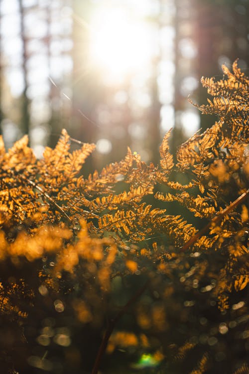 Free Sun Beam on the Leaves Stock Photo
