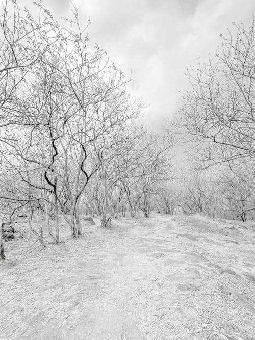 Foto d'estoc gratuïta de arbres nus, blanc i negre, escala de grisos