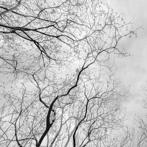 çıplak ağaçlar, dallar, dar açılı çekim içeren Ücretsiz stok fotoğraf