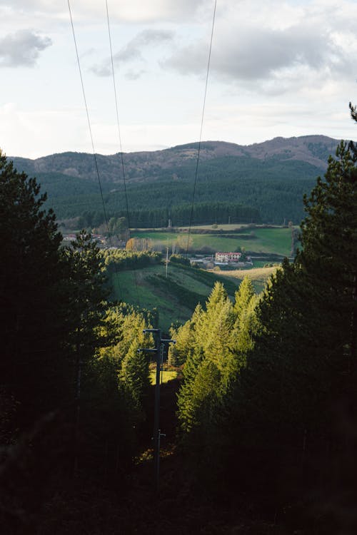 Foto d'estoc gratuïta de a l'aire lliure, alba, arbres