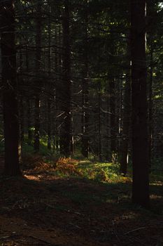 Peaceful forest scene with sunlit greenery and tall trees casting shadows.