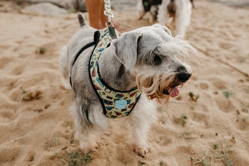 dil dışarı, Evcil Hayvan, köpek içeren Ücretsiz stok fotoğraf