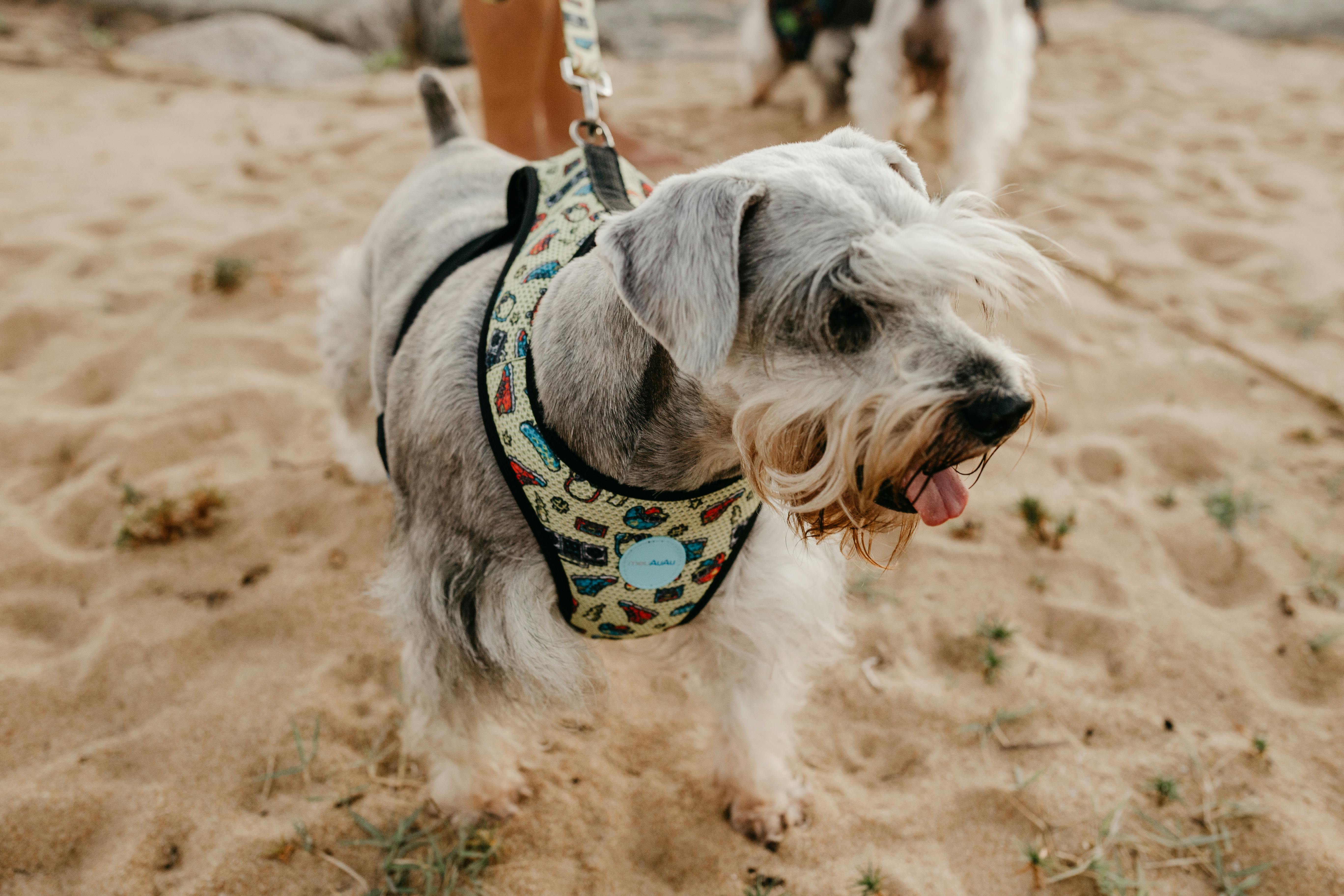 Best Food for Miniature Schnauzer Puppy A Comprehensive Guide to Healthy Nutrition