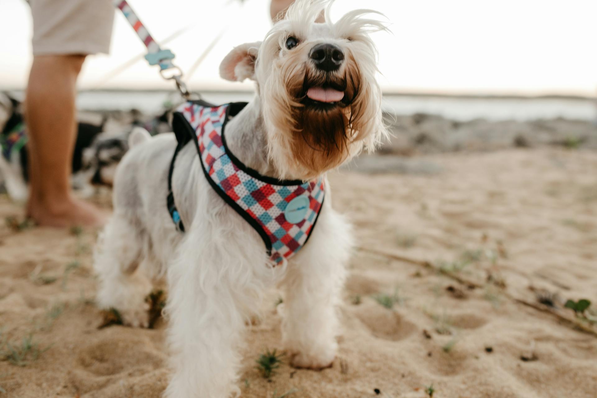 Close Up Photo of White Dog