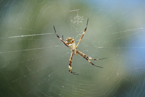 Immagine gratuita di aracnide, argento argiope, avvicinamento