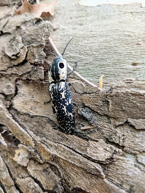 Free Eastern eyed click beetle Stock Photo
