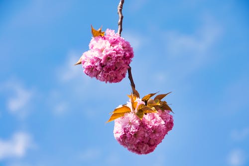 Free Blossom of Pink Sakura Flowers on a Cherry Tree Branch Stock Photo