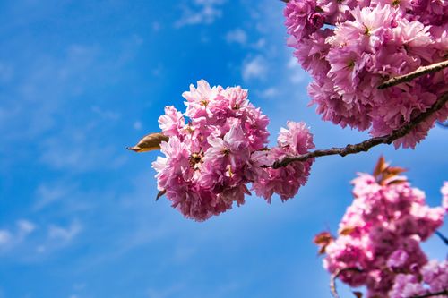 Free Close-up of pink cherry blossoms in full bloom against a clear blue sky. Stock Photo