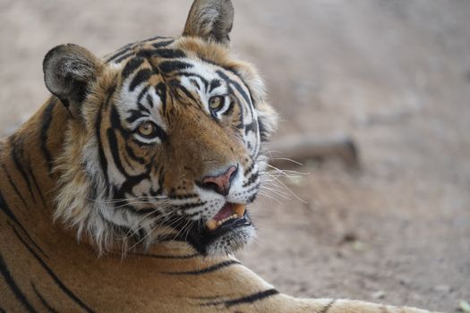 Ranthambore tiger safari (winter) — Rajasthan