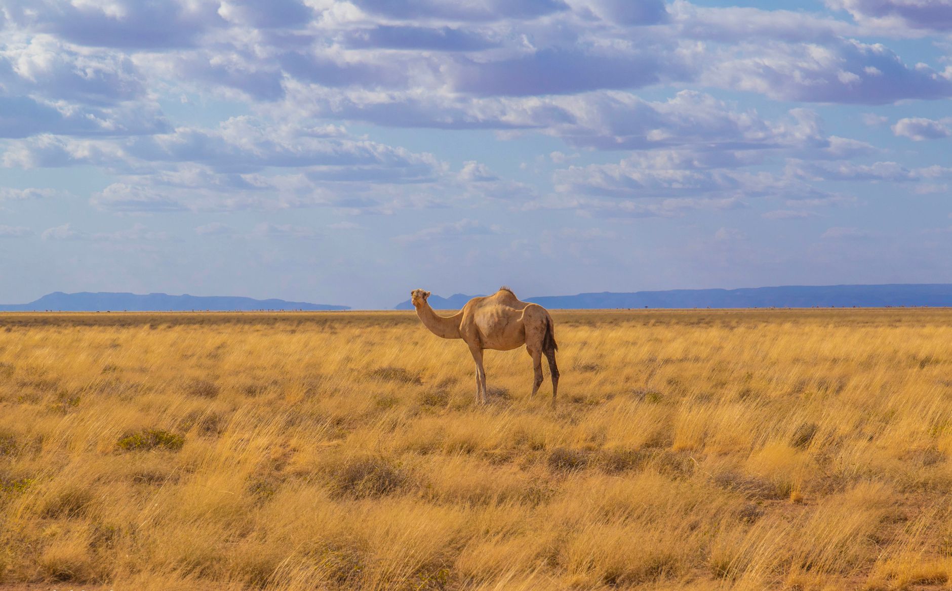 A solitary camel standing in a vast Somali countryside under a blue sky with scattered clouds.