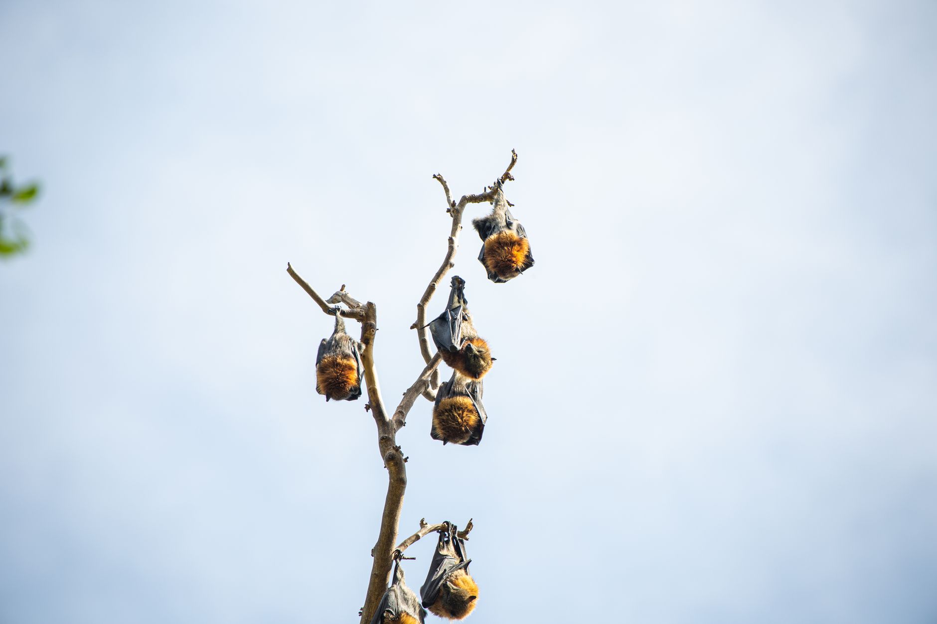 Multiple bats hang upside down on tree branches in daylight, showcasing wildlife behavior.