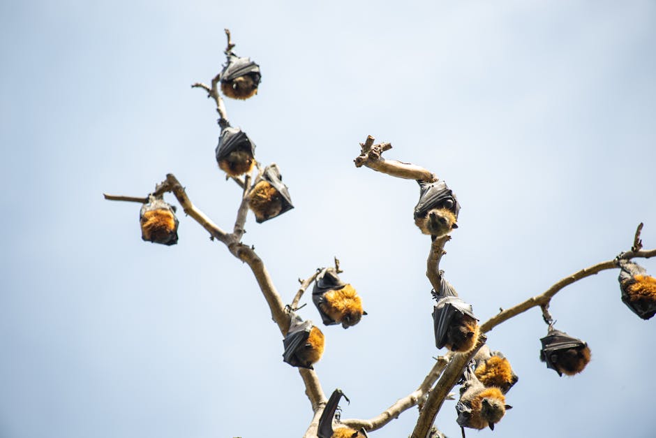 bat removal near me Fountain Valley bat removal Fountain Valley