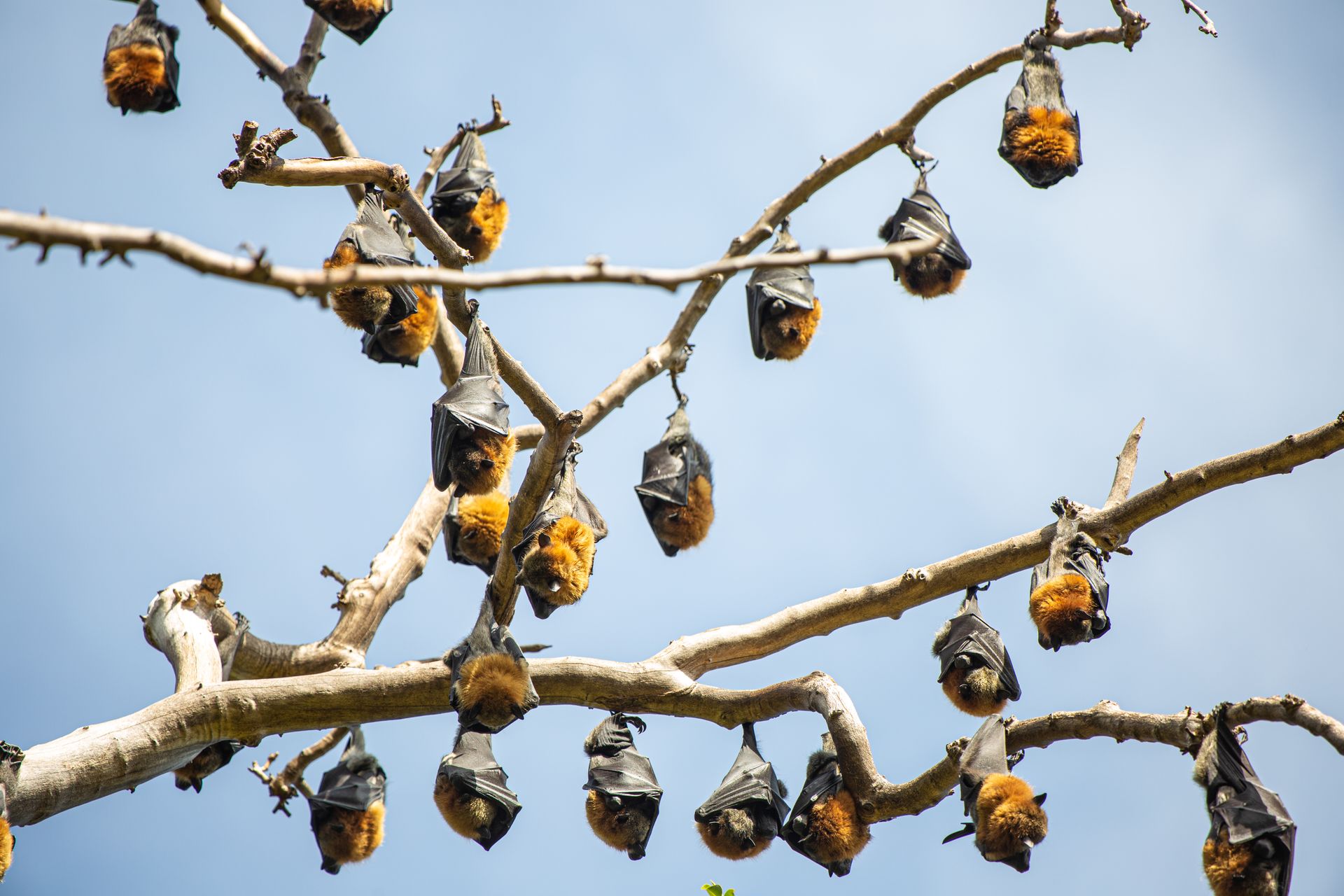Swarm of Bats Hanging on Tree Branches