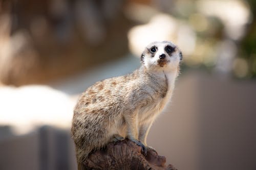 Δωρεάν στοκ φωτογραφιών με meerkat, άγρια φύση, γκρο πλαν