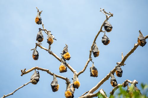 Free Bats Hanging Upside Down on Branches Stock Photo