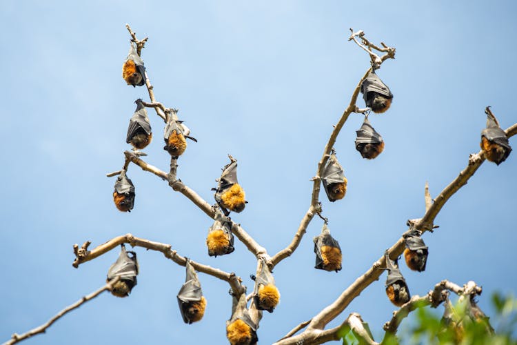 Bats Hanging Upside Down On Branches