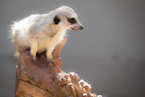 Immagine gratuita di animale, avvicinamento, fotografia di animali