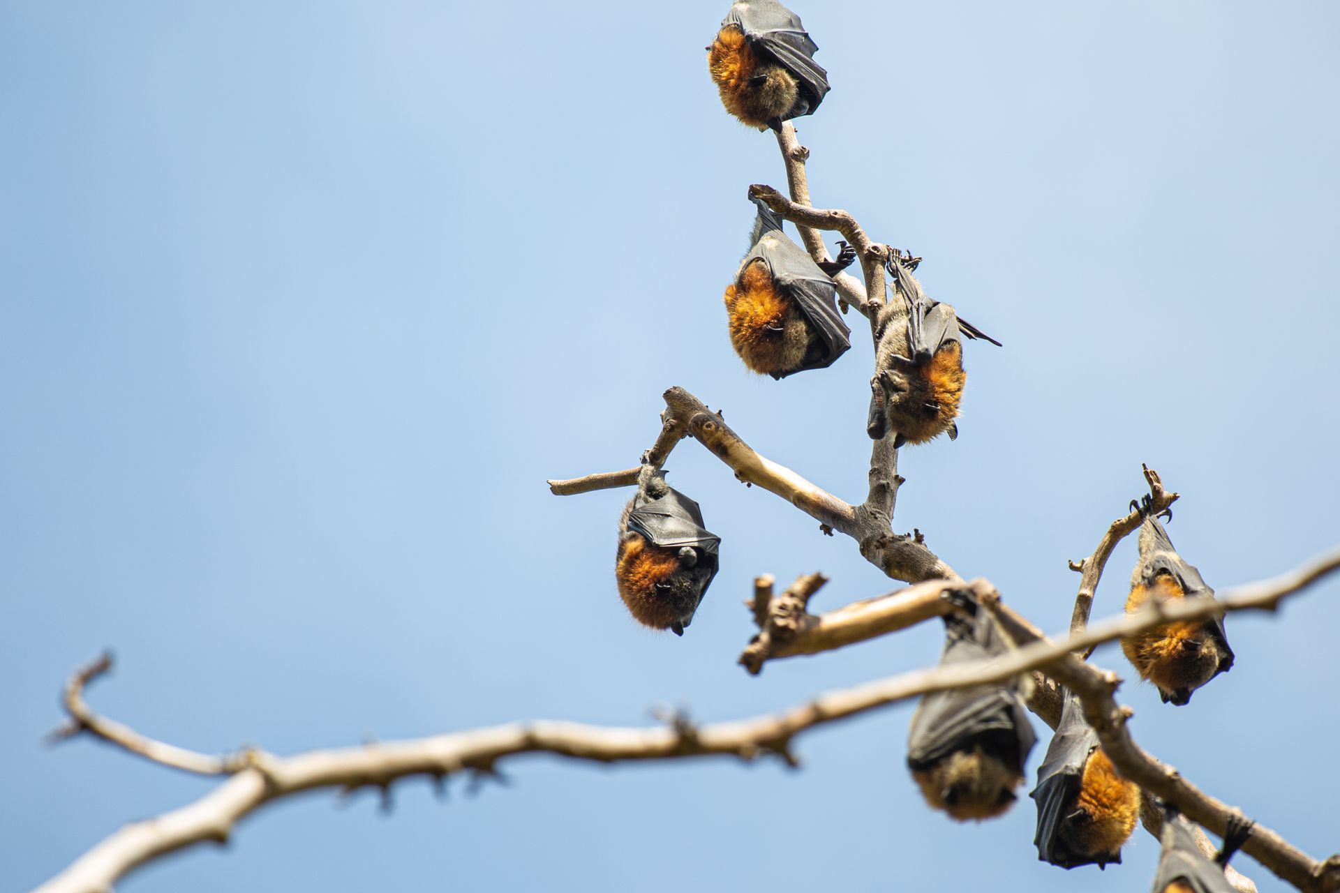 Group of bats hanging upside down on bare tree branches against a clear blue sky.