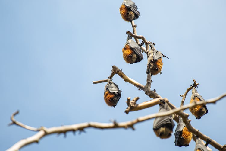 Bats Hanging On Branches