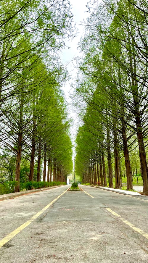 Concrete Road between Green Trees