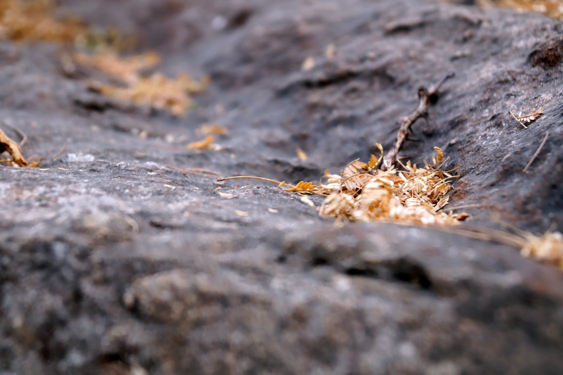 Ilmainen kuvapankkikuva tunnisteilla kallio, kuivat lehdet, risu Kuvapankkikuva